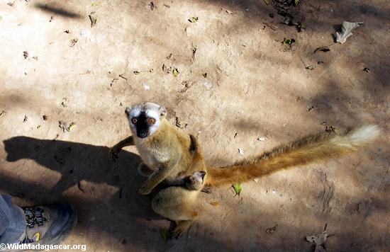 Red-fronted brown lemur with baby on back at Kirindy (Kirindy)