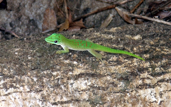 Phelsuma madagascariensis kochi day gecko (Kirindy)
