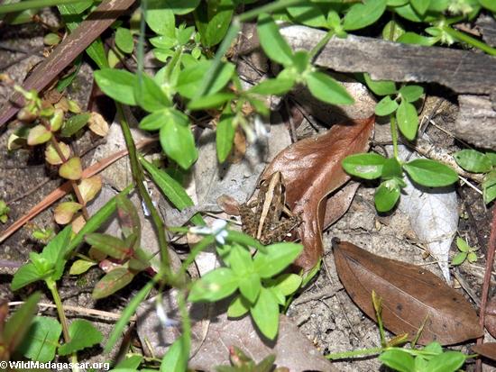 Common frog in Kirindy (Kirindy)