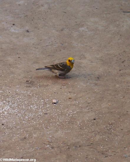 Yellow head bird (Kirindy) [Sakalava weaver]
