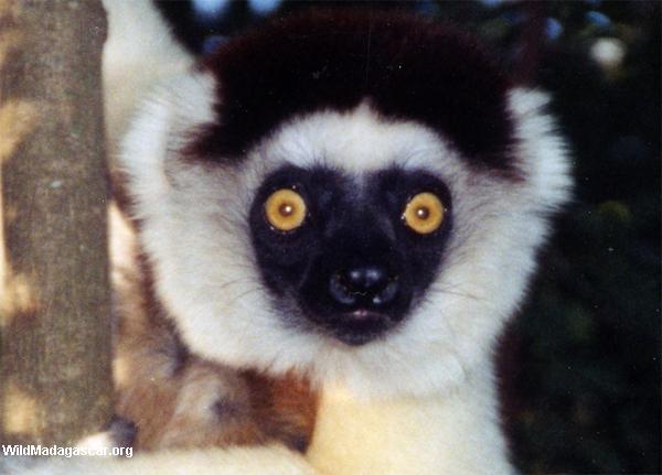 The real story of Madagascar; new information site explores the island