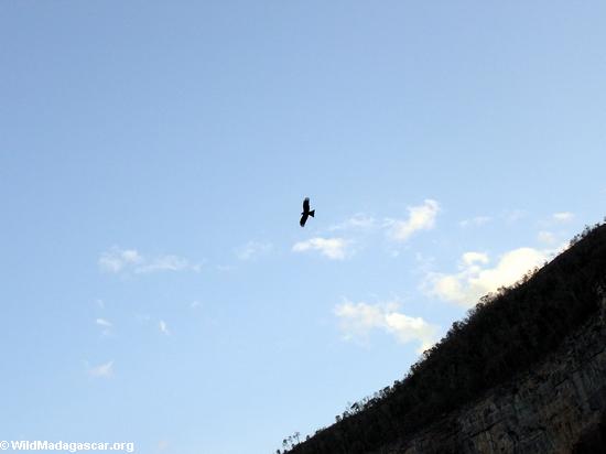 Black kite in flight (Manambolo)