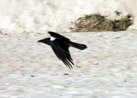 pied crow in flight (Manambolo)