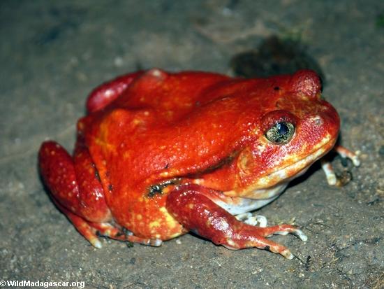 Tomato frog in Madagascar