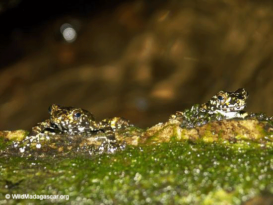 Mantidactylus lugubris frog [Mantidactylus-lugubris0005]
