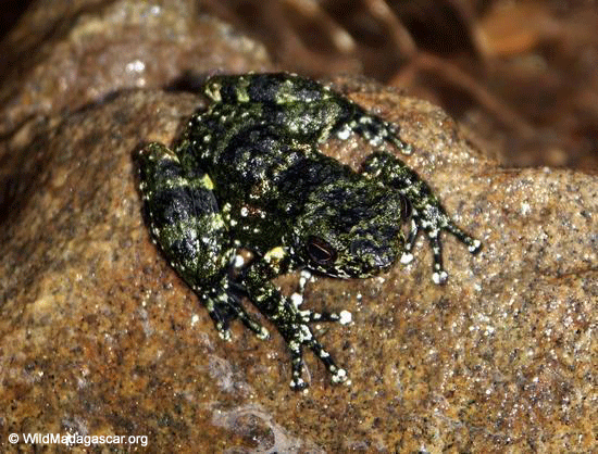 Mantidactylus lugubris frog [Mantidactylus-lugubris0014]