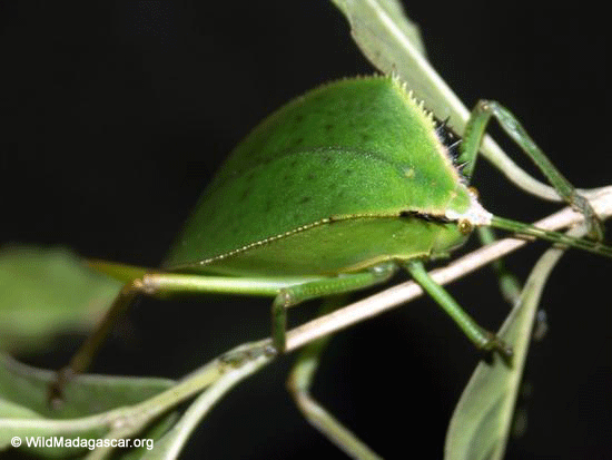 Leaf Insect  (Ranomafana N.P.) [leaf-insect-01]