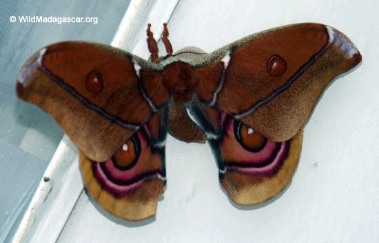 Moth in Madagascar