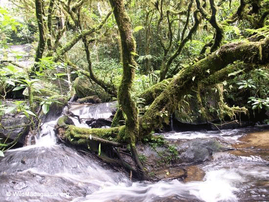 Moss covered tree in Ranomafana river