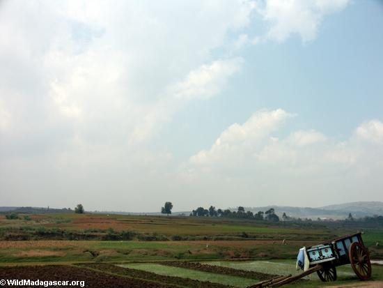 Empty zebu cart in rice field near Tana (RN7)