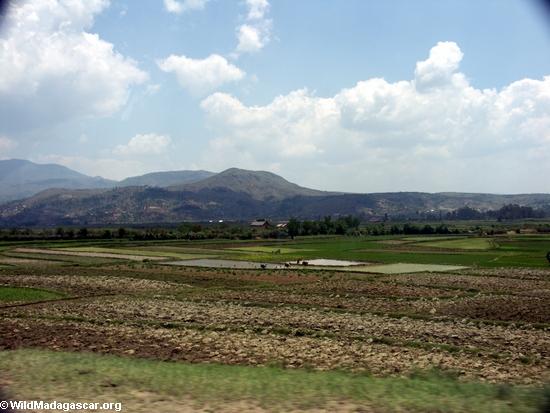 Rice fields of Malagasy highlands (RN7) [tana-rano_0097]