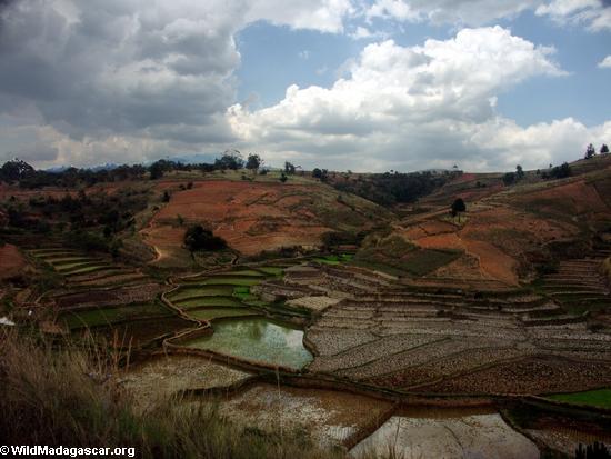 Rice fields of Malagasy highlands (RN7) [tana-rano_0156]