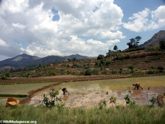 Rice fields of Malagasy highlands (RN7) [tana-rano_0162]