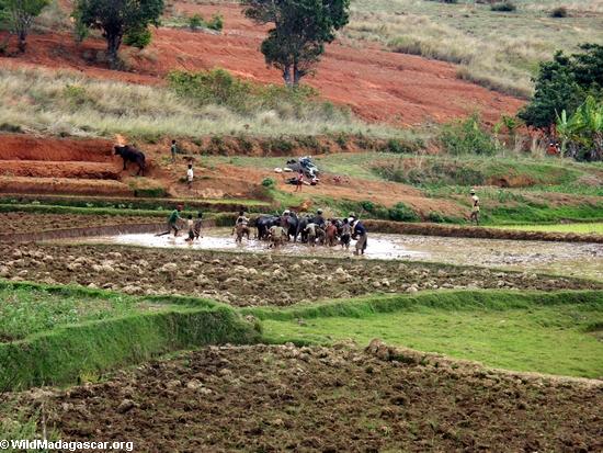 Rice fields of Malagasy highlands (RN7) [tana-rano_0166]