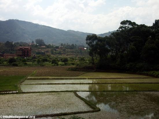 Rice fields of Malagasy highlands (RN7) [tana-rano_0181]