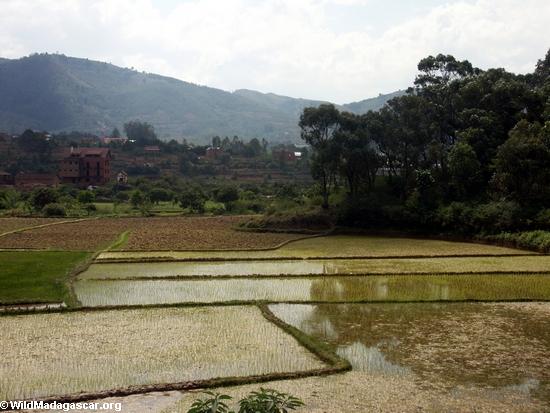 Rice fields of Malagasy highlands (RN7) [tana-rano_0182]