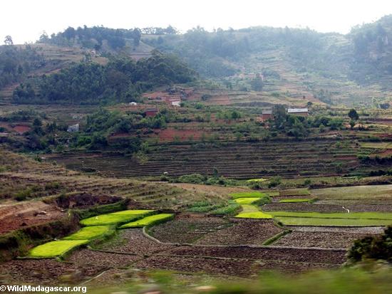 Rice fields of Malagasy highlands (RN7) [tana-rano_0188]