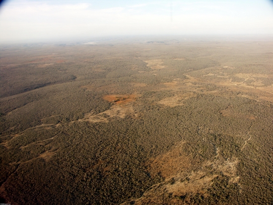 Aerial view of dry forest (Fort Dauphin - Tana Flight) [ftdaph-tana_flight0052]