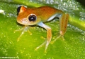 Perinet frog (Boophis?) (Andasibe)