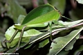 Leaf mimic insect