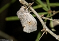 Grey moth (Berenty)