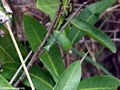 Green caterpillar (Isalo)