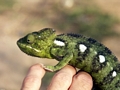 Green Furcifer lateralis chameleon (Isalo)