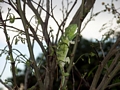 Jeweled chameleon (Furcifer lateralis) near Isalo (Isalo)