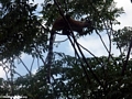 Ringtailed lemurs feeding on leaves in Isalo (Isalo)