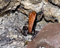 Mantella betsileo frog (Kirindy)