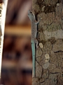 Phelsuma mutabilis gecko (Kirindy)
