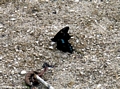 Teal and black butterflies (Manambolo)