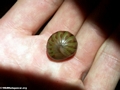 Green pill millipede rolled in palm of hand (Masoala NP)