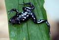 Mantella laevigata frog (Nosy Mangabe)