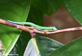 Phelsuma Day Gecko, Nosy Mangabe (Nosy Mangabe)