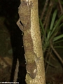 Leaf-tailed gecko (Nosy Mangabe)