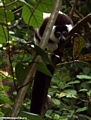 Varecia variegata variegata lemur (Nosy Mangabe)